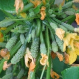 Sorte krastavaca sa jajnicima u grozdu